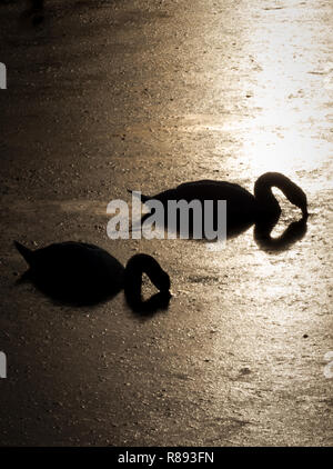 Two swans feed on the sunset and enjoying each other`s company. Stock Photo
